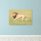 African Lion in der Savanna Wrapped Canvas Print Leinwanddruck (Insitu (Holzboden))