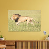 African Lion in der Savanna Wrapped Canvas Print Leinwanddruck (Insitu (Wohnzimmer))