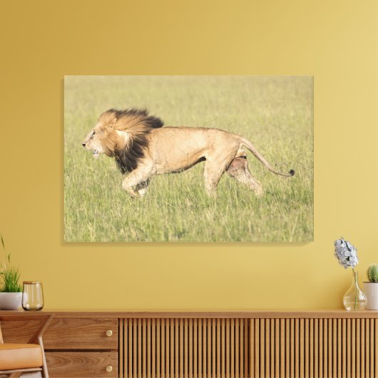 African Lion in der Savanna Wrapped Canvas Print Leinwanddruck (Insitu (Wohnzimmer))