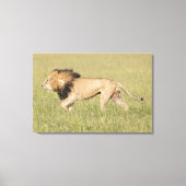 African Lion in der Savanna Wrapped Canvas Print Leinwanddruck (Vorderseite)
