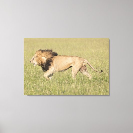 African Lion in der Savanna Wrapped Canvas Print Leinwanddruck (Vorderseite)