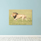 African Lion in der Savanna Wrapped Canvas Print Leinwanddruck (Insitu (Holzboden))