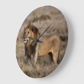 African Lion in Grass Große Wanduhr (Winkel)