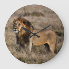 African Lion in Grass Große Wanduhr