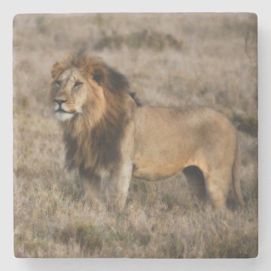 African Lion Marble Stone Untersetzer (Vorderseite)