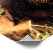 African Lion Poster (Ecke)