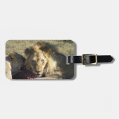 African Lion Stare Gepäckanhänger (Vorderseite horizontal)