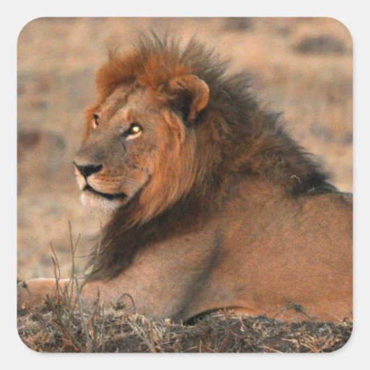 African Lion Sticker (Vorderseite)