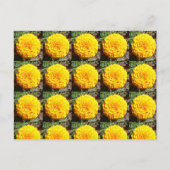 African Marigolds Pattern Postkarte (Vorderseite)