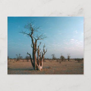 African Moringo Tree On Plain, Etosha National Postkarte