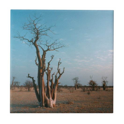 African Moringo Tree on Schlicht, Etosha National Fliese (Vorderseite)