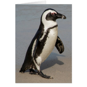 African Penguin Walking