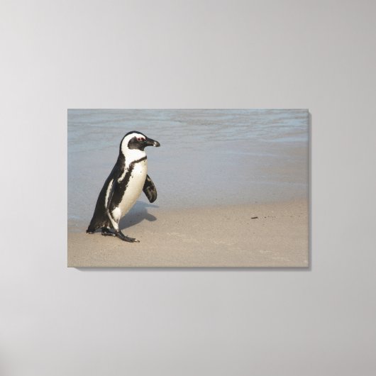 African Penguin Walking Leinwanddruck (Vorderseite)