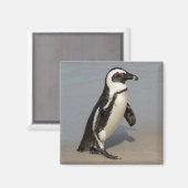 African Penguin Walking Magnet (Vorderseite/Rückseite)