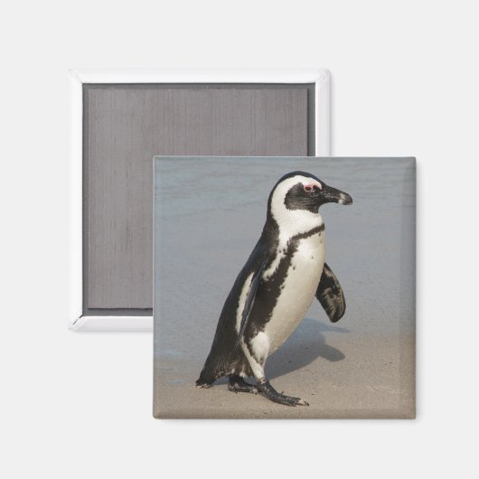 African Penguin Walking Magnet (Vorderseite/Rückseite)