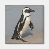 African Penguin Walking Magnet (Vorne)