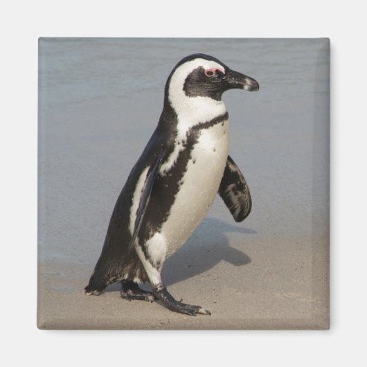 African Penguin Walking Magnet (Vorne)