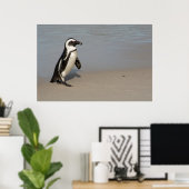 African Penguin Walking Poster (Heimbüro)