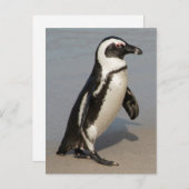 African Penguin Walking Postkarte (Vorne/Hinten)