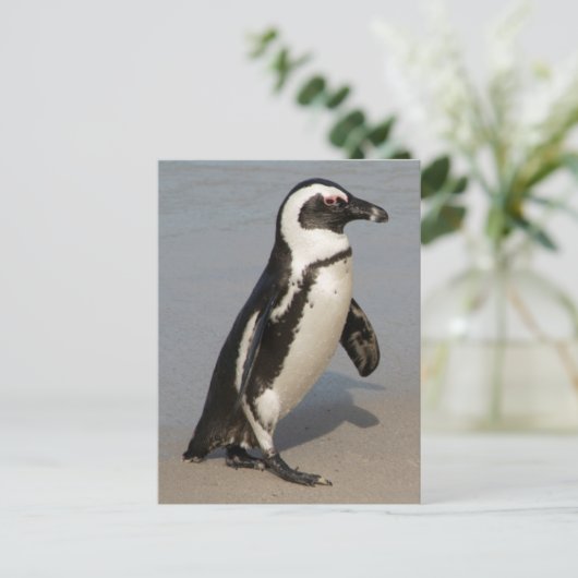 African Penguin Walking Postkarte (Stehend Vorderseite)