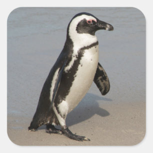 African Penguin Walking Quadratischer Aufkleber