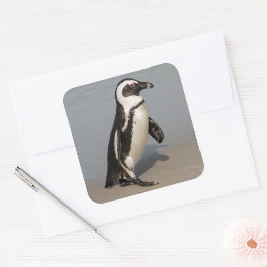 African Penguin Walking Quadratischer Aufkleber (Umschlag)