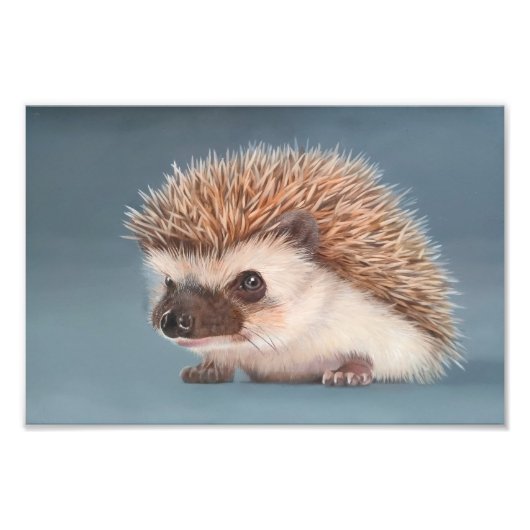 African Pigmy Hedgehog Poster (Vorne)