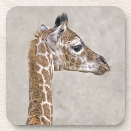 African Prince Set von 6 Untersetzer (Vorderseite)