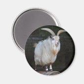 African Pygmy Goat Magnet (Vorderseite/Rückseite)