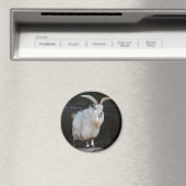 African Pygmy Goat Magnet (In Situ (Geschirrspüler))
