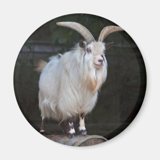 African Pygmy Goat Magnet (Vorne)