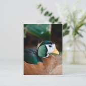 African Pygmy Goose Postkarte (Stehend Vorderseite)