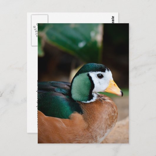 African Pygmy Goose Postkarte (Vorne/Hinten)