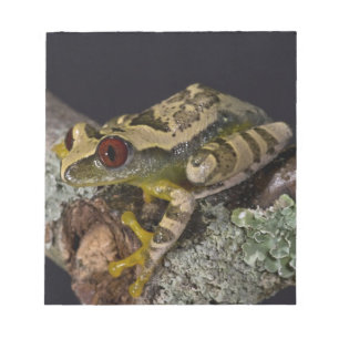 African Red Eye Treefrog, Leptopelis Notizblock