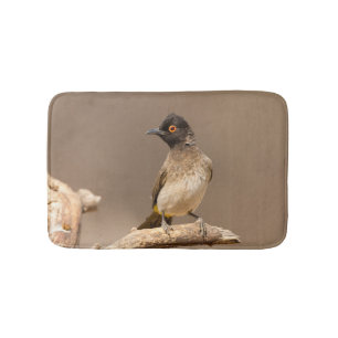 African Red-Eyed Bulbul Badematte