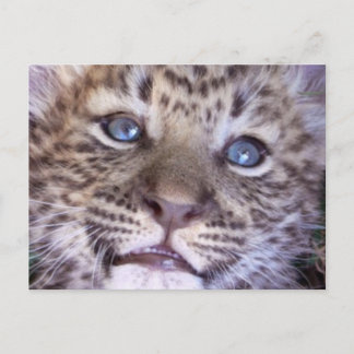 African Safari Destiny Niedliche Cats Leopards Postkarte