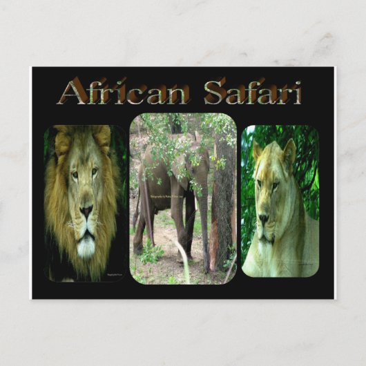 African Safari Postkarte (Vorderseite)
