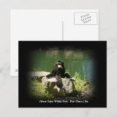 African Safari Wildlife Ohio Postcard Postkarte (Vorne/Hinten)
