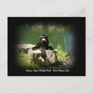 African Safari Wildlife Ohio Postcard Postkarte