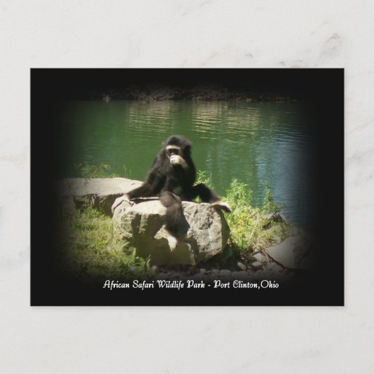 African Safari Wildlife Ohio Postcard Postkarte (Vorderseite)