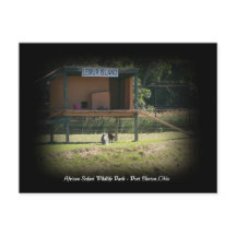 African Safari Wildlife Park Lemur