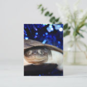 African Sideneck Turtle Blick auf Kamera Postkarte (Stehend Vorderseite)