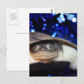 African Sideneck Turtle Blick auf Kamera Postkarte (Vorne/Hinten)