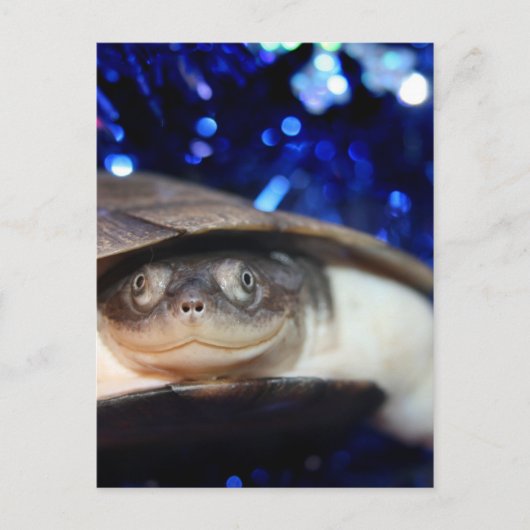 African Sideneck Turtle Blick auf Kamera Postkarte (Vorderseite)