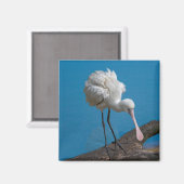 African Spoonbill Magnet (Vorderseite/Rückseite)