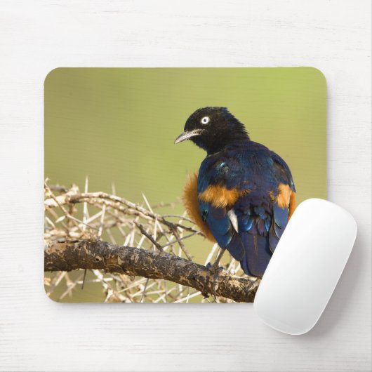 African Starling Mousepad (Mit Mouse)