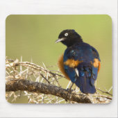 African Starling Mousepad (Vorne)