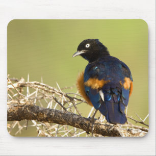 African Starling Mousepad