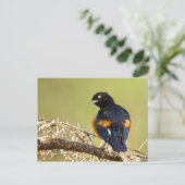 African Starling Postkarte (Stehend Vorderseite)