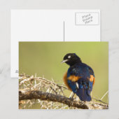 African Starling Postkarte (Vorne/Hinten)